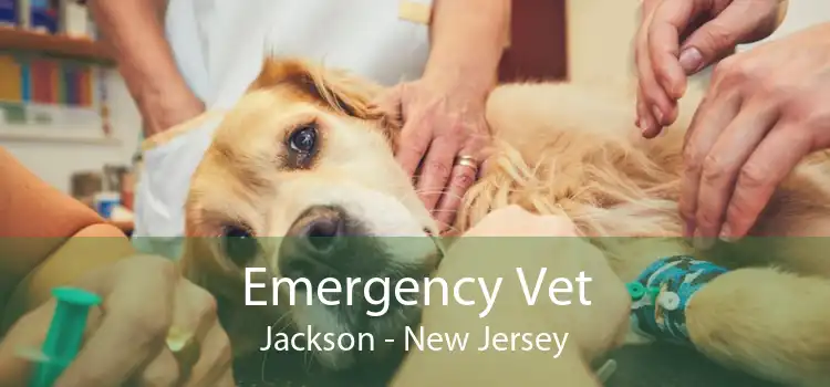 Emergency Vet Jackson - New Jersey