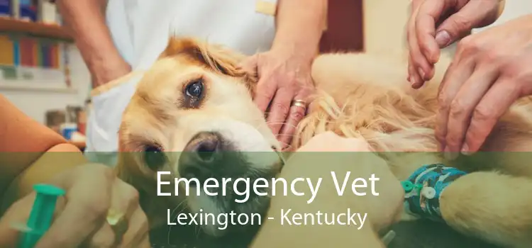 Emergency Vet Lexington - Kentucky