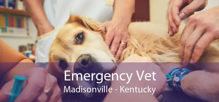 Emergency Vet Madisonville - Kentucky