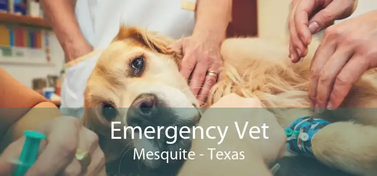 Emergency Vet Mesquite - Texas