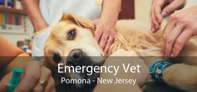 Emergency Vet Pomona - New Jersey