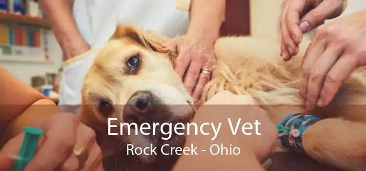Emergency Vet Rock Creek - Ohio