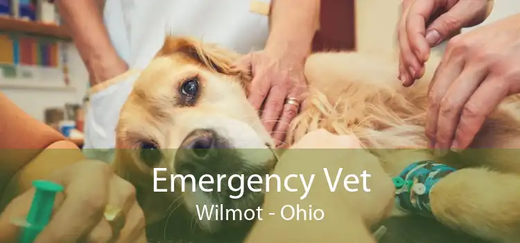 Emergency Vet Wilmot - Ohio