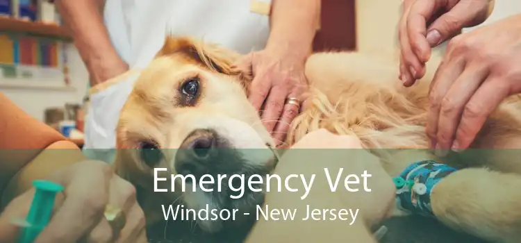 Emergency Vet Windsor - New Jersey