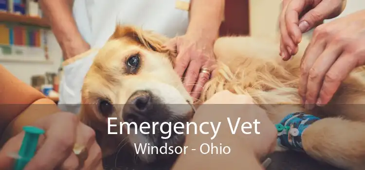 Emergency Vet Windsor - Ohio