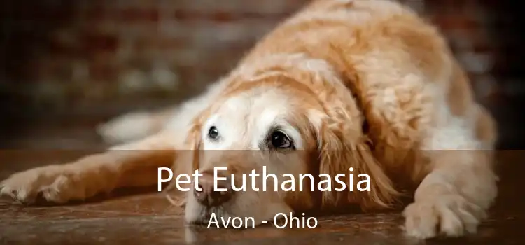 Pet Euthanasia Avon - Ohio