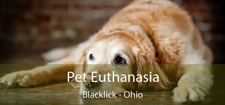 Pet Euthanasia Blacklick - Ohio