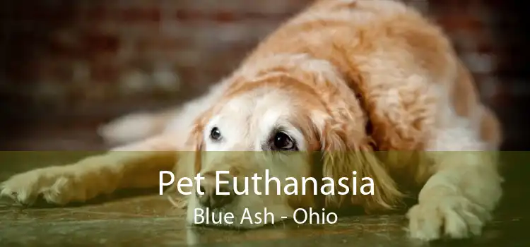 Pet Euthanasia Blue Ash - Ohio