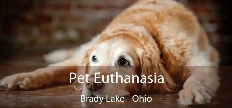 Pet Euthanasia Brady Lake - Ohio