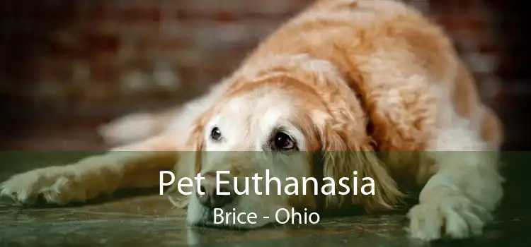 Pet Euthanasia Brice - Ohio
