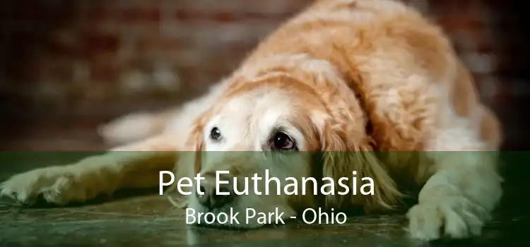 Pet Euthanasia Brook Park - Ohio