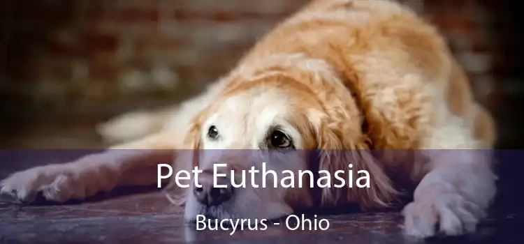 Pet Euthanasia Bucyrus - Ohio