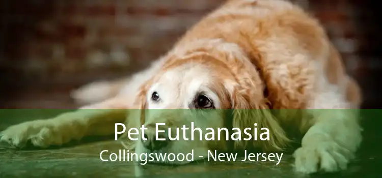 Pet Euthanasia Collingswood - New Jersey