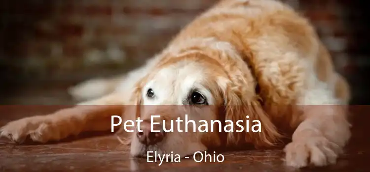 Pet Euthanasia Elyria - Ohio