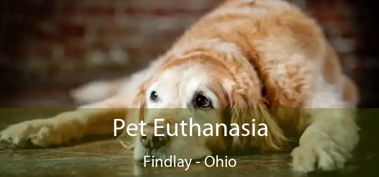 Pet Euthanasia Findlay - Ohio