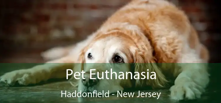 Pet Euthanasia Haddonfield - New Jersey