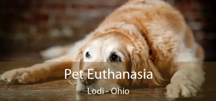 Pet Euthanasia Lodi - Ohio