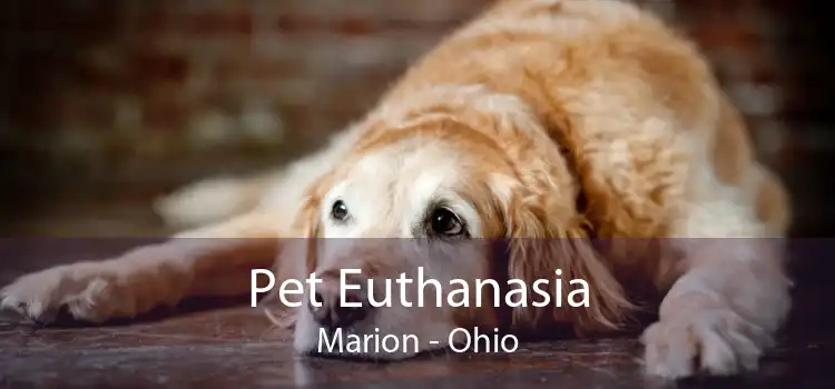 Pet Euthanasia Marion - Ohio