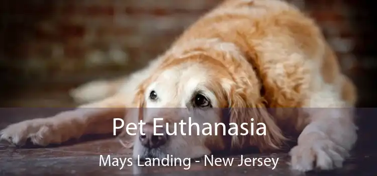 Pet Euthanasia Mays Landing - New Jersey