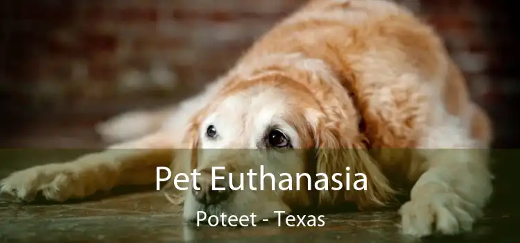 Pet Euthanasia Poteet - Texas