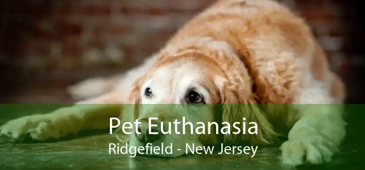Pet Euthanasia Ridgefield - New Jersey