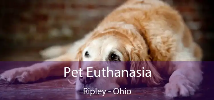 Pet Euthanasia Ripley - Ohio