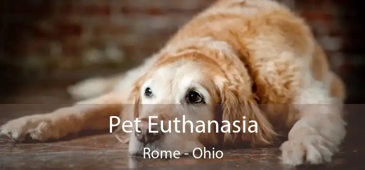Pet Euthanasia Rome - Ohio