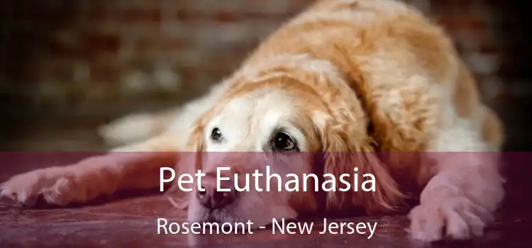 Pet Euthanasia Rosemont - New Jersey