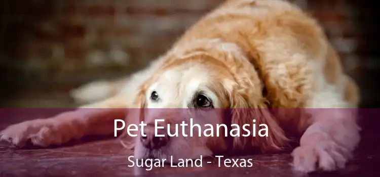 Pet Euthanasia Sugar Land - Texas
