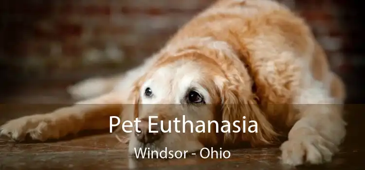 Pet Euthanasia Windsor - Ohio