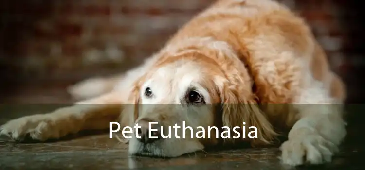 Pet Euthanasia 