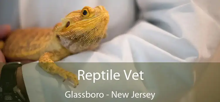 Reptile Vet Glassboro - New Jersey