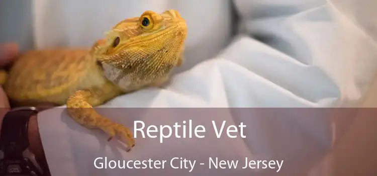 Reptile Vet Gloucester City - New Jersey