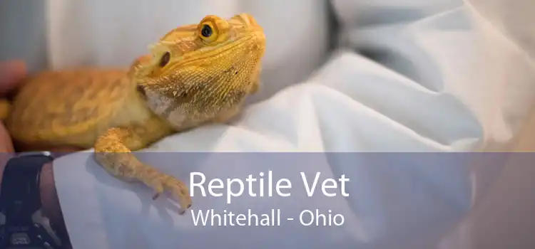 Reptile Vet Whitehall - Ohio