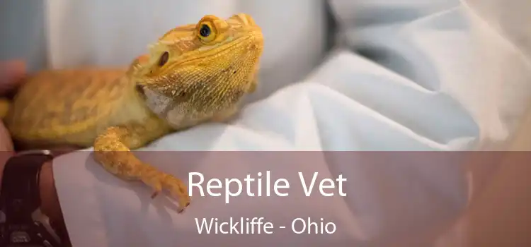 Reptile Vet Wickliffe - Ohio