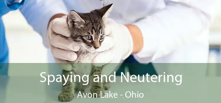 Spaying and Neutering Avon Lake - Ohio