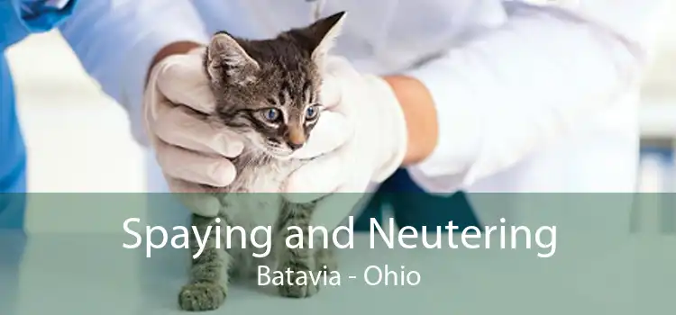 Spaying and Neutering Batavia - Ohio