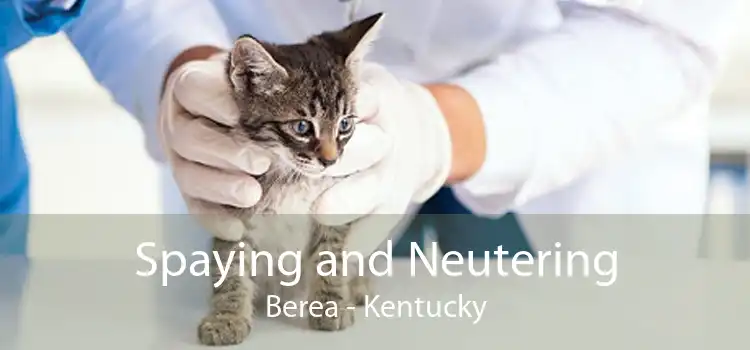 Spaying and Neutering Berea - Kentucky