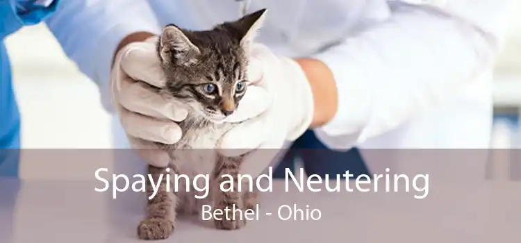 Spaying and Neutering Bethel - Ohio