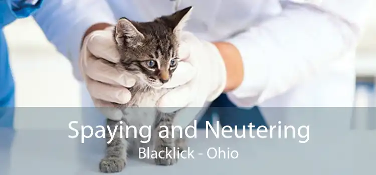 Spaying and Neutering Blacklick - Ohio