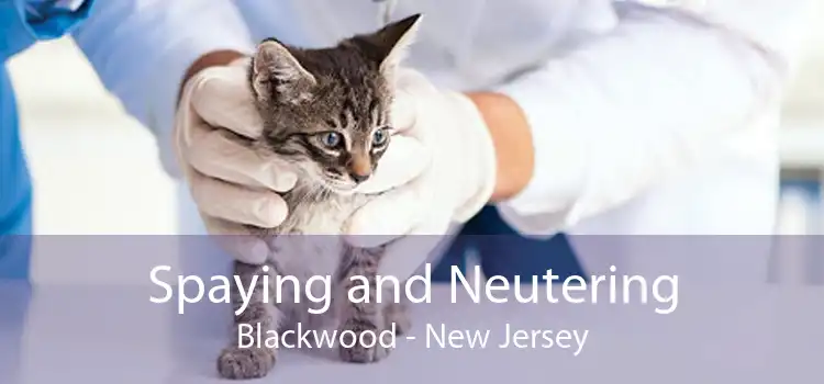 Spaying and Neutering Blackwood - New Jersey