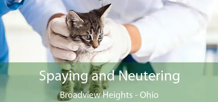 Spaying and Neutering Broadview Heights - Ohio