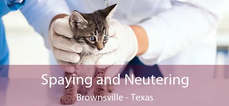 Spaying and Neutering Brownsville - Texas