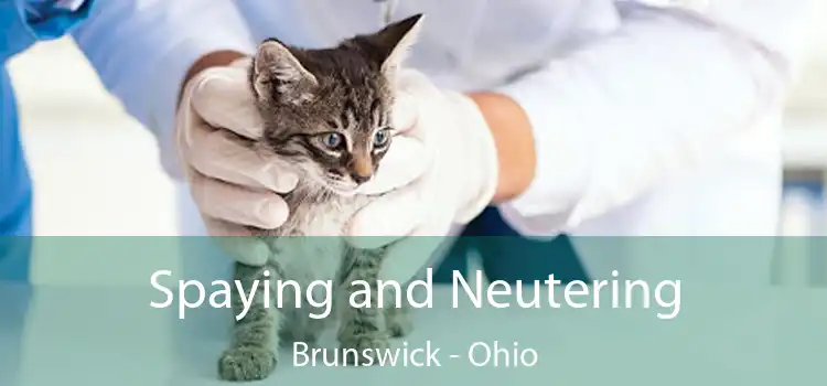 Spaying and Neutering Brunswick - Ohio