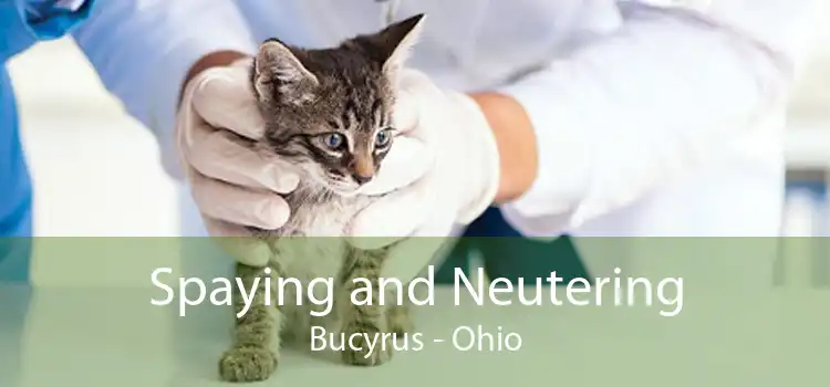 Spaying and Neutering Bucyrus - Ohio