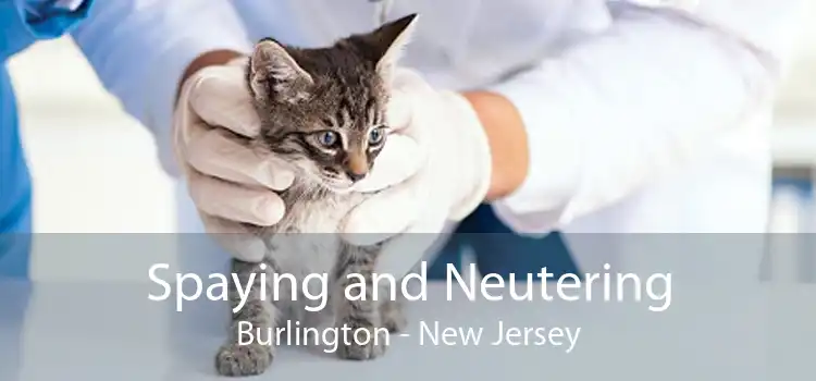 Spaying and Neutering Burlington - New Jersey
