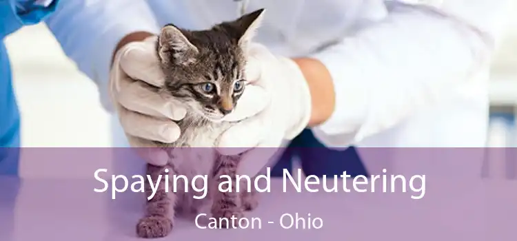 Spaying and Neutering Canton - Ohio