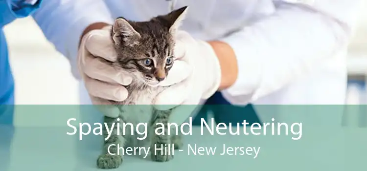 Spaying and Neutering Cherry Hill - New Jersey