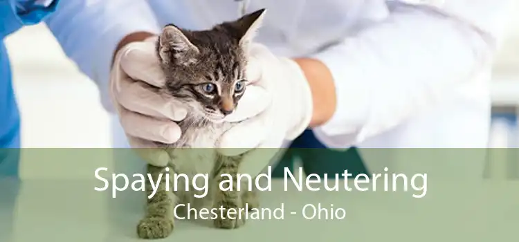 Spaying and Neutering Chesterland - Ohio