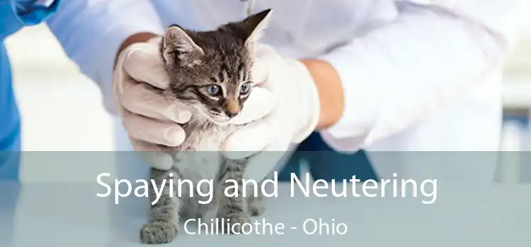 Spaying and Neutering Chillicothe - Ohio